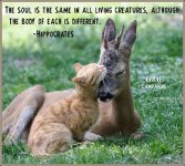 soul animals.jpg