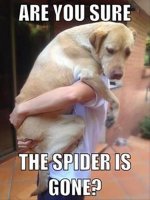 Spider_.jpg